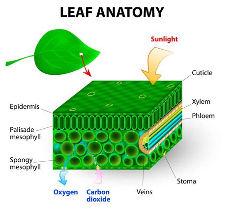 [DIAGRAM] Printable Leaf Diagram - MYDIAGRAM.ONLINE