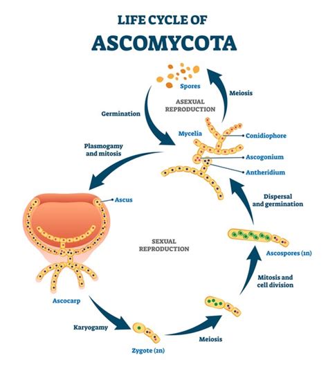 3 Ascomycota Asexual Reproduction Stock Vectors and Vector Art ...