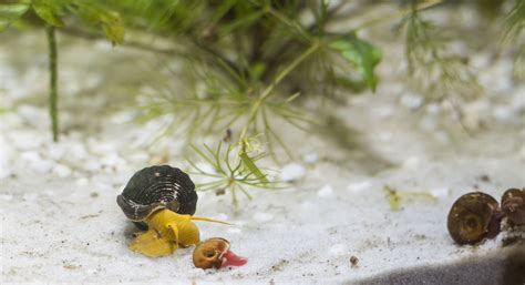 Controlling and Preventing Snail Infestations in a Fish Tank - RODI ...