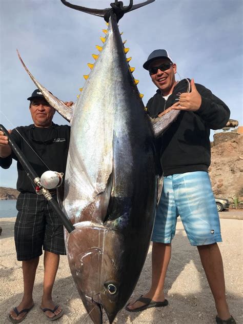 424 LB MONSTER TUNA | Pisces Sportfishing