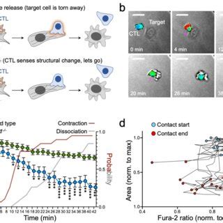 Cytoskeletal contraction is necessary for CTL dissociation. (a-b ...