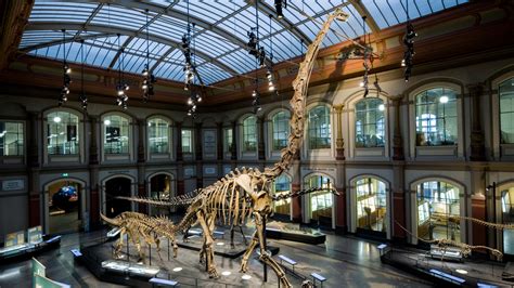 Countries demand their fossils back, forcing natural history museums to ...