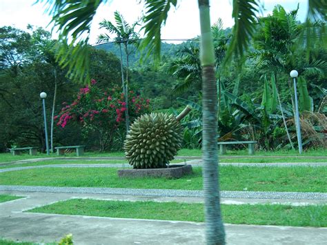 Durian Info: Durian Orchard Near Bentong