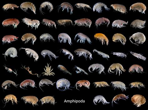 Amphipoda - a photo on Flickriver