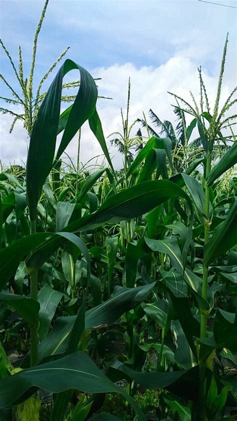 Kebun jagung | Veg garden, Plant leaves, Nature photography