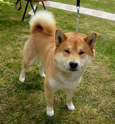 Cute Shiba Inu dog photo and wallpaper. Beautiful Cute Shiba Inu dog ...