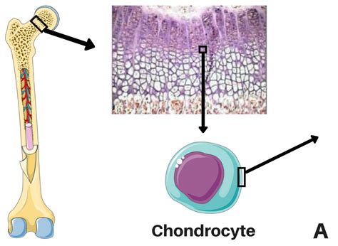 TA-46 Mechanism Of Action - Beyond Achondroplasia