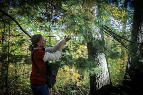 DIY All Natural Pine Cleaning Spray - The Outdoor Apothecary