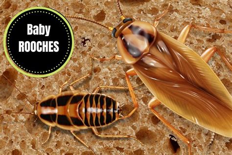 What Does A Baby Roach Look Like? Everything You Need To Know - The ...