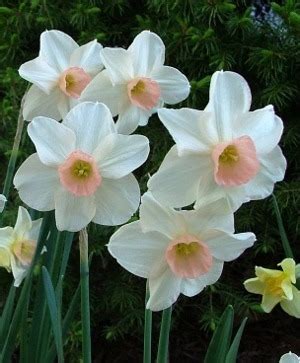 Narcissus Horticultural Tips