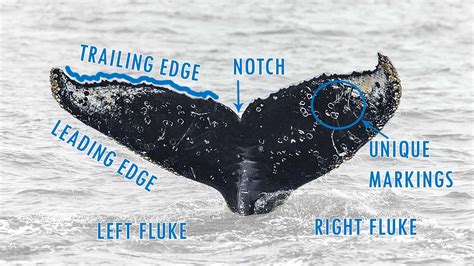 Whale Fluke Identification: A Visual Guide - Oceanic Society