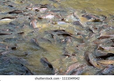 Mekong Giant Catfish Large Critically Endangered Stock Photo 1111049042 ...