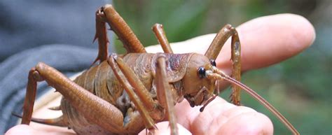 Video: The World’s Heaviest Insect ~ Giant Weta - Ento Nation