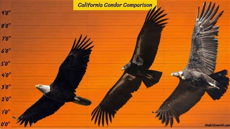 California Condor Wingspan: How Big Is It Compared To Others