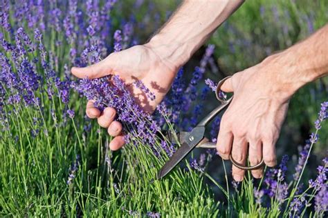 Pruning Lavender Plants | HGTV