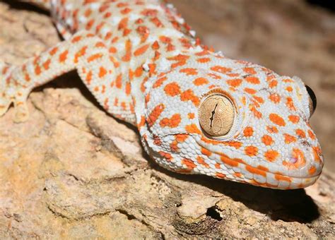 Gecko | Wildlife | The Wildlife