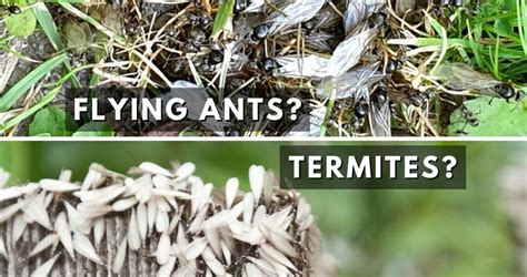 Flying Ants vs Termites | ABC Termite & Pest Control | Omaha & Lincoln