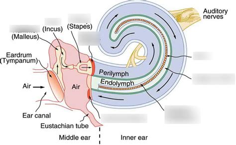 Cochlea Diagram | Quizlet