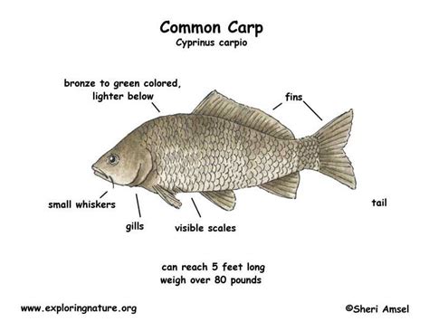 Carp (Common)