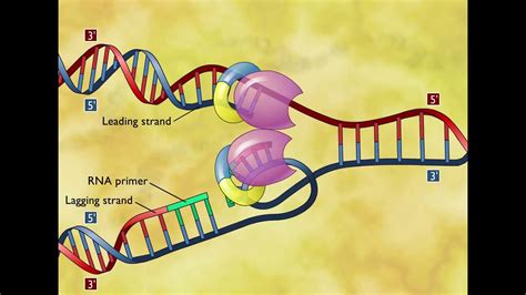 DNA Replication 3D Animation - YouTube