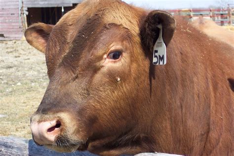 Red Angus Bull Closeup Free Stock Photo - Public Domain Pictures