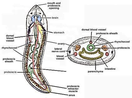 Nemertea - Alchetron, The Free Social Encyclopedia