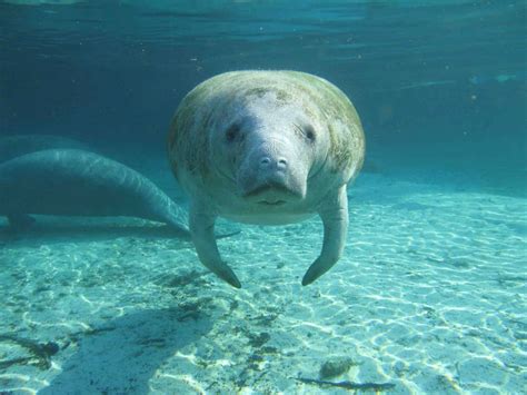 Two festivals celebrate manatees in January: Orange City, Crystal River ...