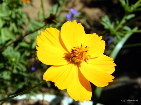 "Flowers in Namibian Households" by cgrossmann | Redbubble