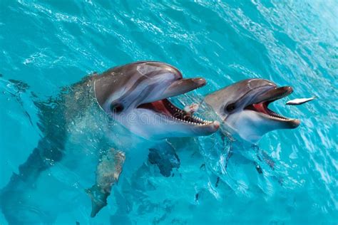 A Group of Cute Smart Dolphins Eating Fish in the Ocean Stock Photo ...