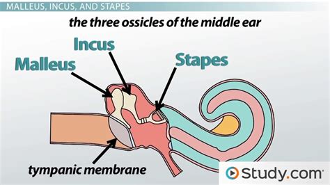 Middle Ear Structures | Overview & Functions - Lesson | Study.com