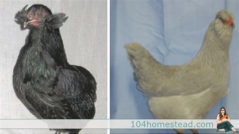 Blue Egg Chicken Breeds