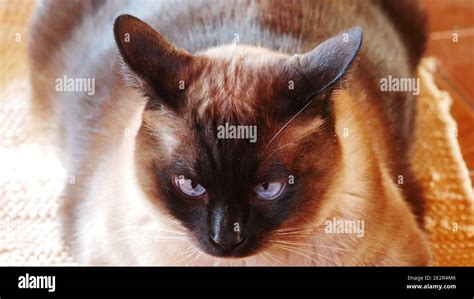 Siamese cat pops his ears back and appears to be angry Stock Photo - Alamy