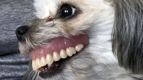 This Shih Tzu Stole Grandad's Dentures and the Photos Are Hilarious ...