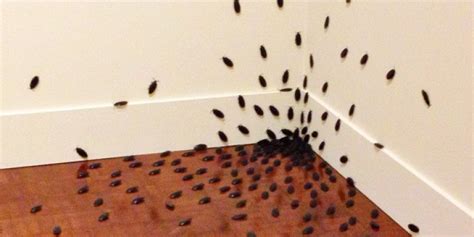 Cockroach Infestation, Safeguard Pest Control | Mooloolaba, Buderim, Coolum