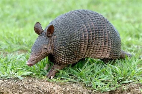 Armadillo Facts: Are They An Endangered Species? - Krebs Creek