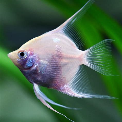 13 Types of Angelfish for Your Freshwater Aquarium (With Images)