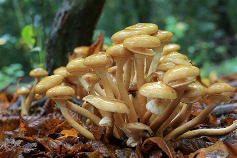 Armillaria mellea - Museu Virtual Biodiversidade