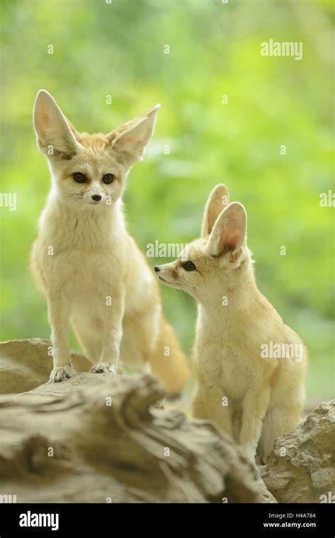 Wild foxes, Vulpes zerda, head-on, stand, view camera Stock Photo - Alamy