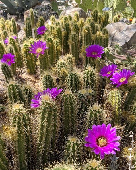 Tucson Botanical Gardens cactus flowers in arizona - When In Your State