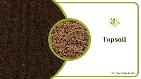 11 Types of Soil: Which Soil Type Is Right for Your Garden? - Evergreen ...