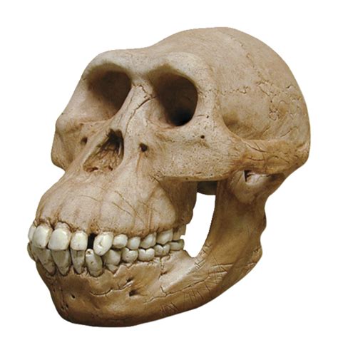 Skullduggery Hominid Skull, Australopithecus Afarensis Skull