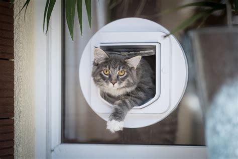 Cat Flap Installation: What You Need to Know » Residence Style