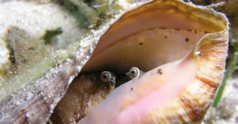 Conch Snails Have Eyes and They May Be the Weirdest Cute Thing You See ...