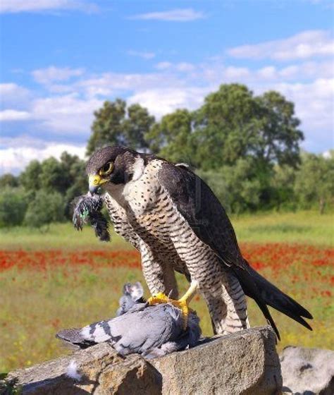 peregrine falcon Eagle Pictures, Art Pictures, Art Pics, Funny Animal ...