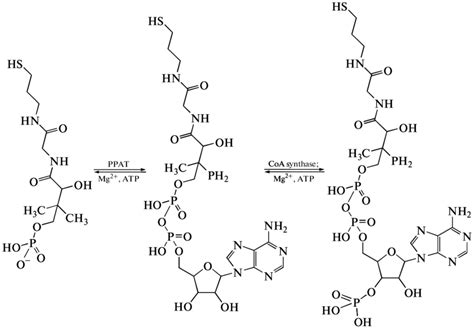 Two final steps of the coenzyme A biosynthesis. The PPATcatalyzed ...