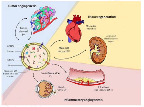 Extracellular vesicle-mediated modulation of angiogenesis | Exosome RNA