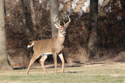 5 Tips For Effective Deer Hunting – Average Outdoorsman