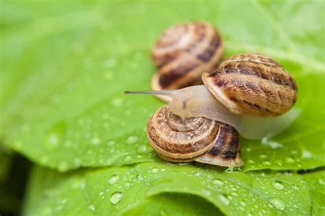 Nerite Snails Care Guide: Feeding and Tank-mates for Freshwater Aquariums