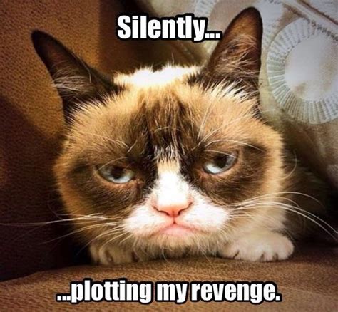 Silently plotting my revenge. | Funny grumpy cat memes, Grumpy cat ...