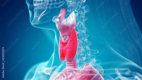 3d rendered illustration of the female neck anatomy Stock Illustration ...